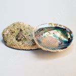 Abalone Shell - WILD FLIER GIFTS AND APPAREL