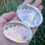 Abalone Shell - WILD FLIER GIFTS AND APPAREL