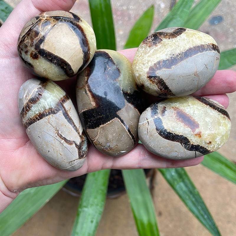 Pebble House Septarian Nodule Gemstone Palm Stones - WILD FLIER GIFTS AND APPAREL